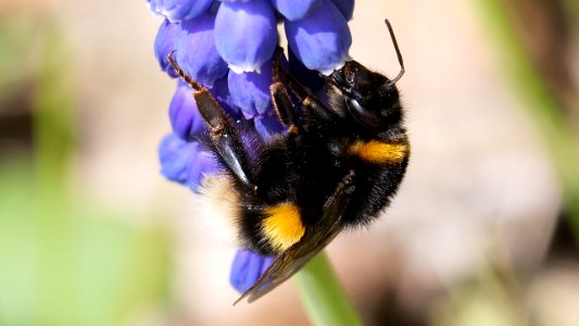 Bombus terrestris (Dunkle Erdhummel)  an Traubenhyazinthe 1