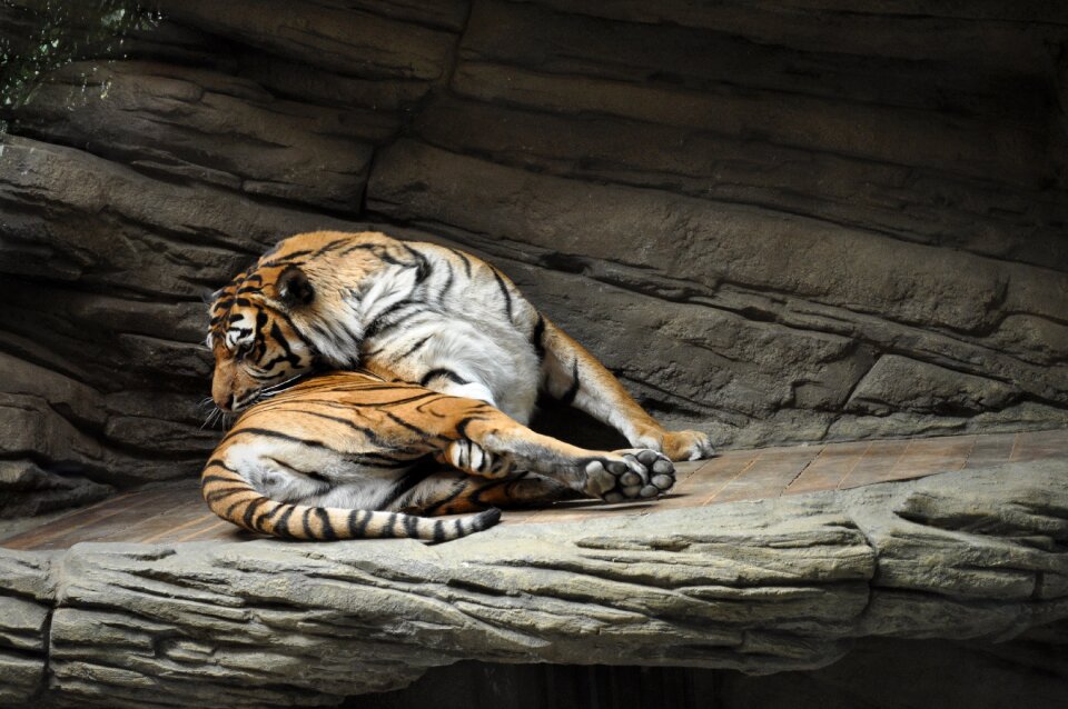 Animal cat big tiger