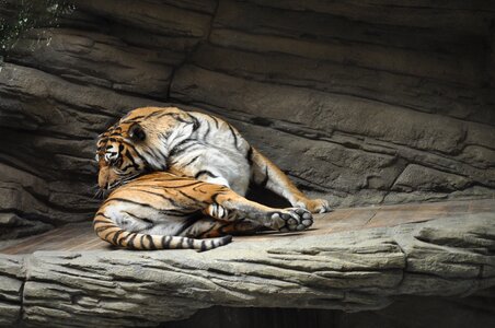 Animal cat big tiger photo