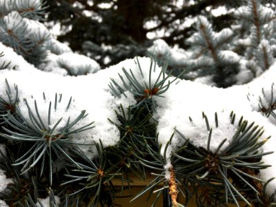 Holding Snow