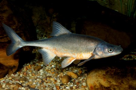 Bonytail Chub photo