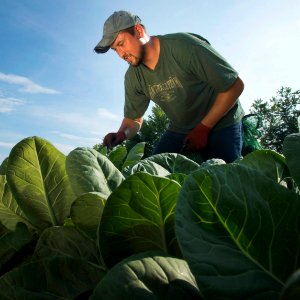 20170714-PJK-Gleaning-0083TONEDINSTAGRAM