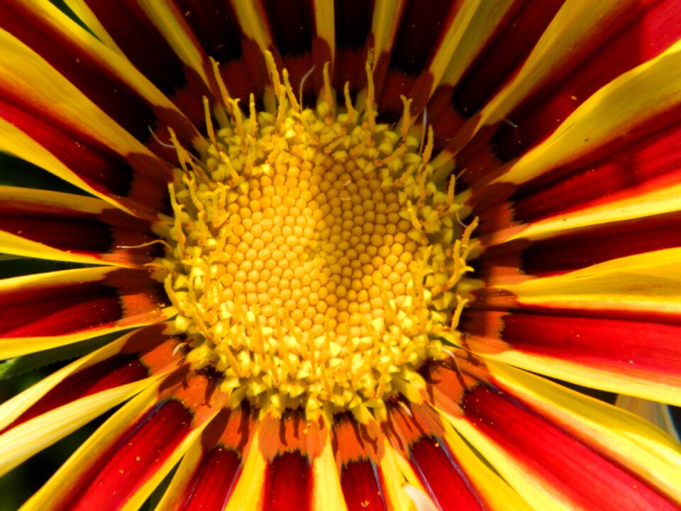 Blossom bloom petals