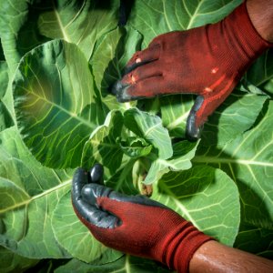 20170714-PJK-Gleaning-0239TONEDINSTAGRAM