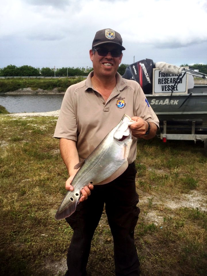 Fishery biologist, Dr. John Galvez, holding a clown knife-fish, an invasive nonnative fish