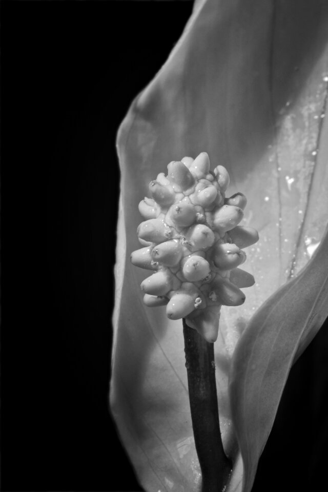 Flower flask macro tropical