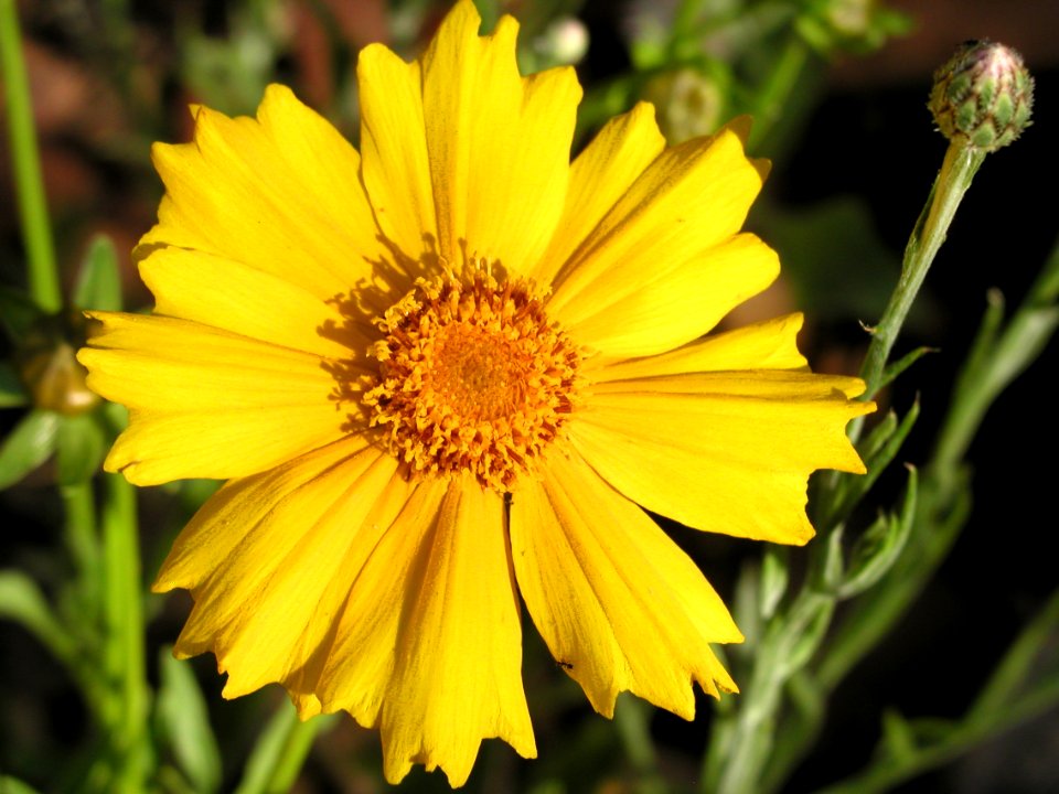Flowers from Strawberry
