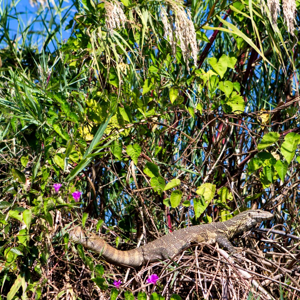 4Y1A1104 Zambia, Nile Monitor