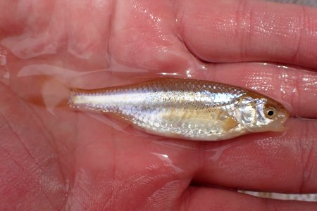 Pecos Bluntnose Shiner