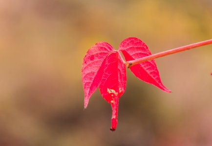 Red leaf photo