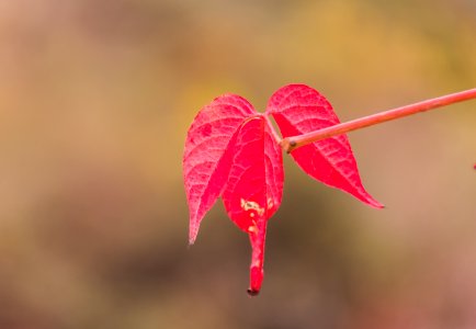 Red leaf