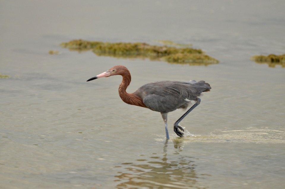 Egretta rufescens
