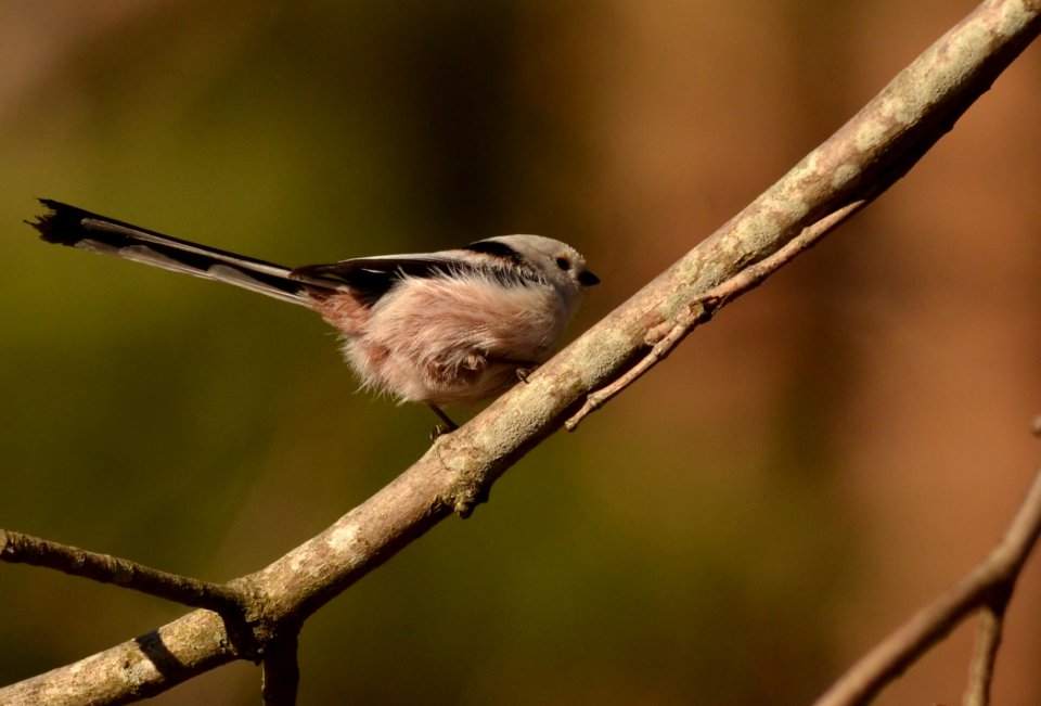 Aegithalos caudatus