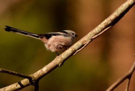Aegithalos caudatus