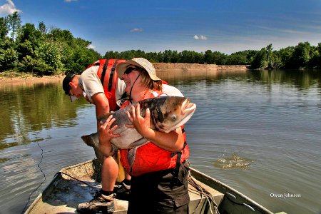 Bighead Carp