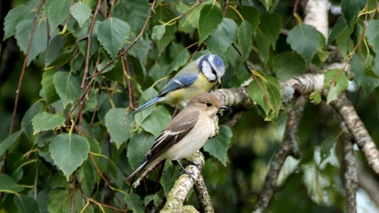 Blaumeise & Trauerschnäpper