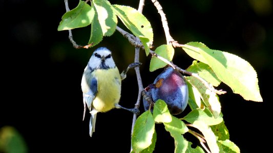 Blaumeise an Zwetschge