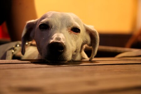 Cute pets pet
