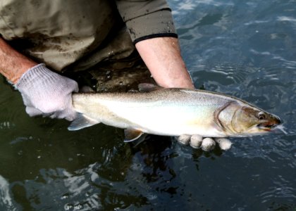 Bull Trout photo