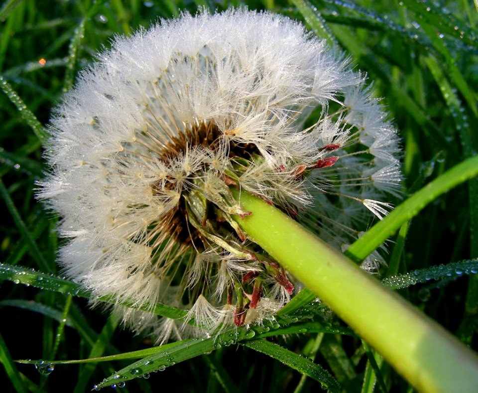 Pusteblume im Morgentau an der Enz