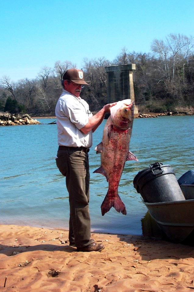 Bighead carp are an invasive species to the Red River of Oklahoma