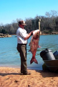 Bighead carp are an invasive species to the Red River of Oklahoma photo