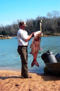 Bighead carp are an invasive species to the Red River of Oklahoma