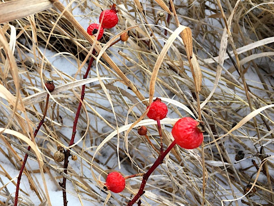 Lingering Rose Hips