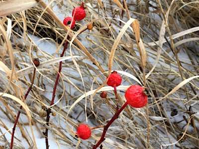 Lingering Rose Hips