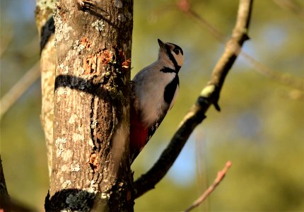 Dendrocopos major