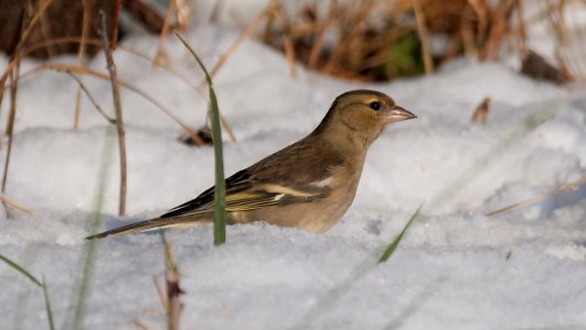 Buchfink auf Futtersuche im Schnee