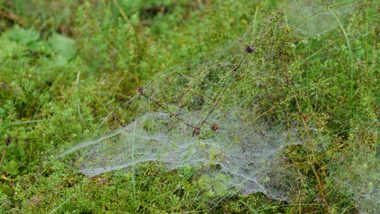 Linyphiidae web