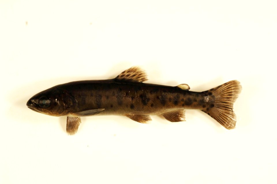 Lahontan Cutthroat Ttout