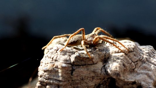 Pisaura mirabilis