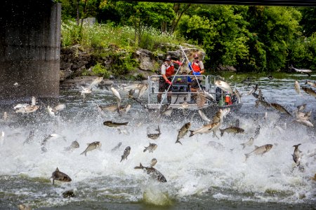 Silver Carp jumping in Fox River photo