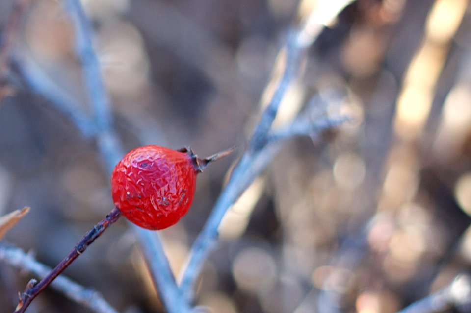 That's the Point of Rose Hips