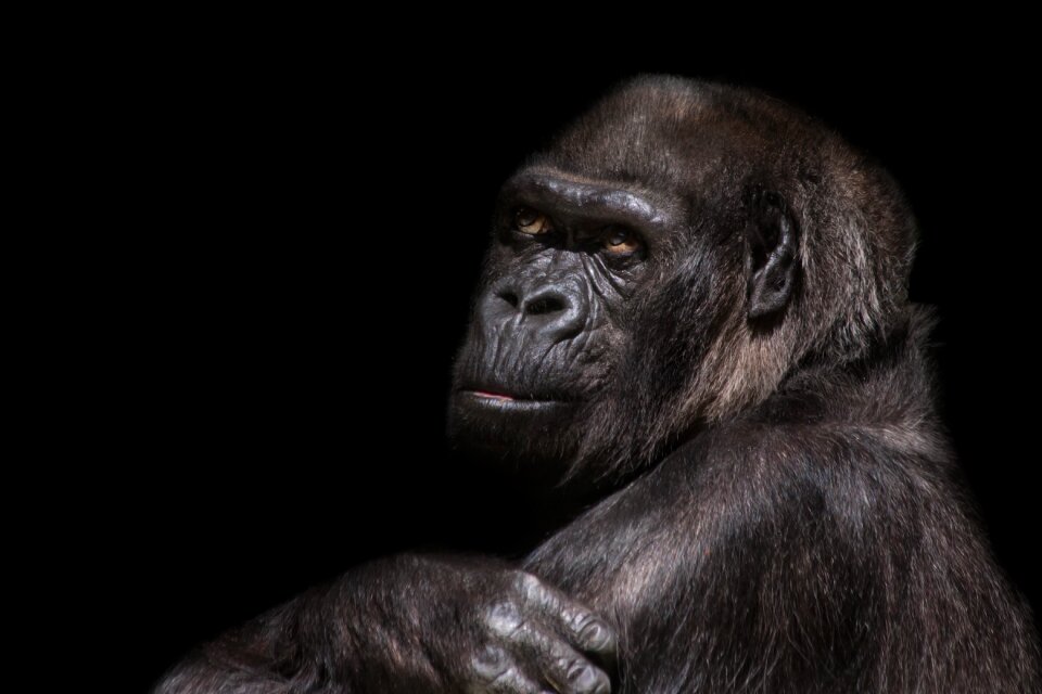Ape imposing dominant