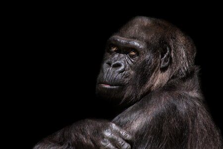 Ape imposing dominant photo