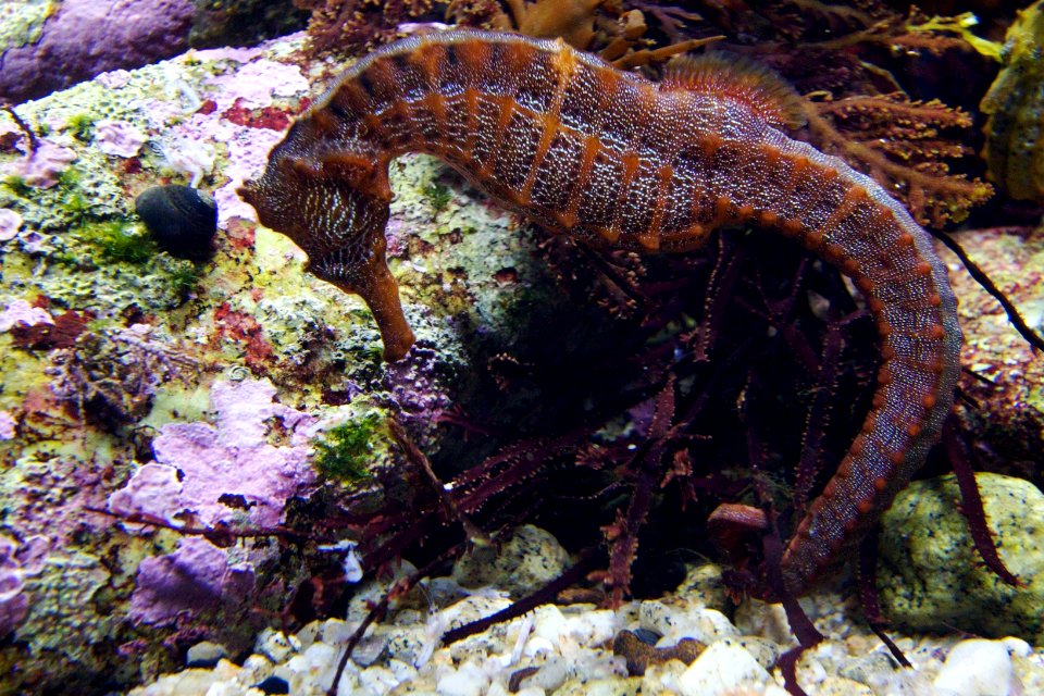 Bucking Bronco Seahorse