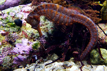 Bucking Bronco Seahorse photo