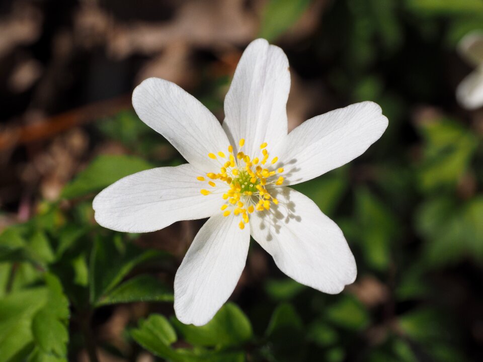 Flower white anemone nemorosa