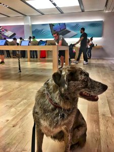 Why is my wet dog inside an Apple Store?