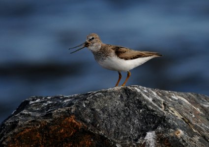 Xenus cinereus