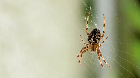 Araneus diadematus