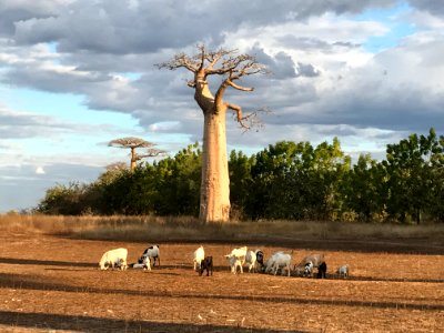 Baobab Malgascio