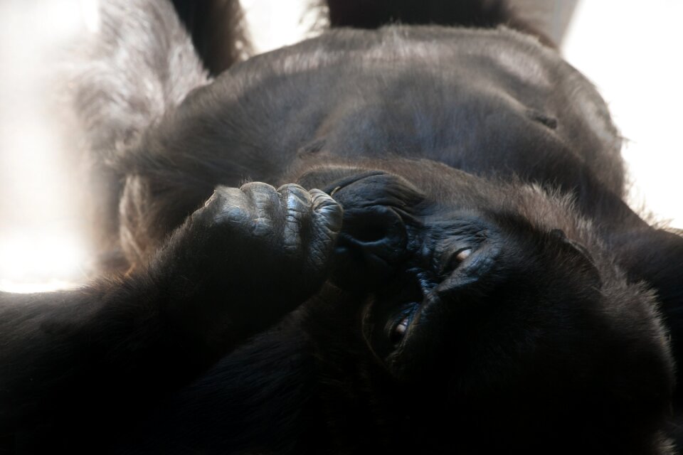 Ape dominant imposing