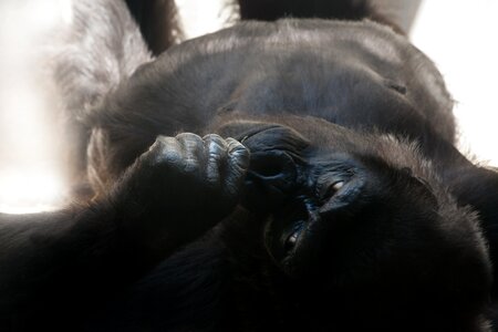 Ape dominant imposing photo