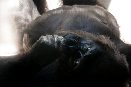 Ape dominant imposing