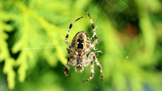 Araneus diadematus 1
