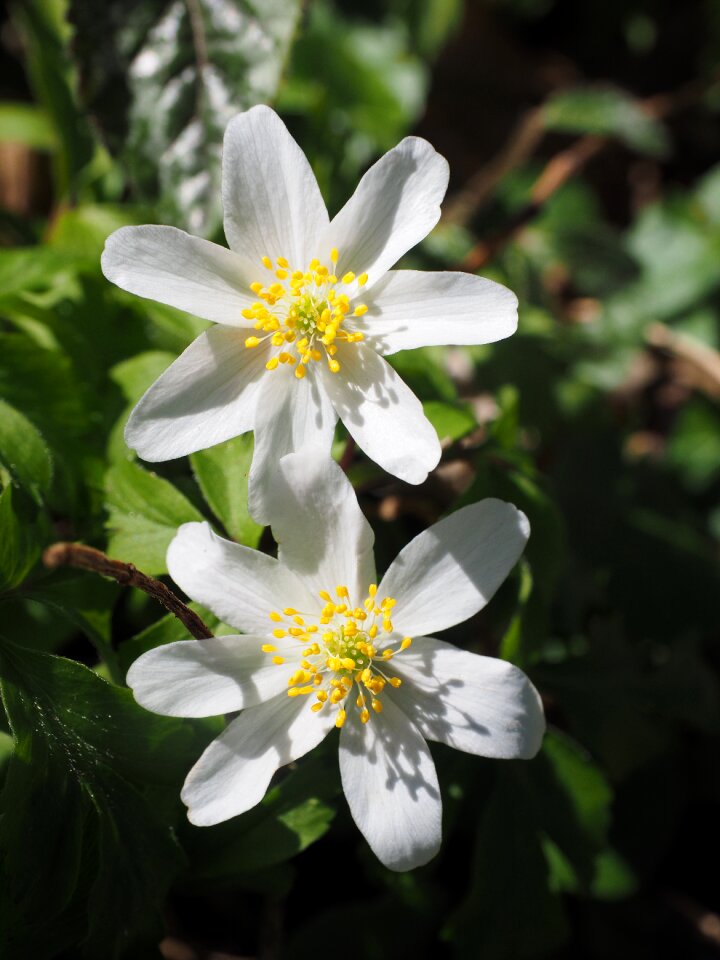 Flower anemone nemorosa anemone